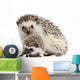 Four-toed Hedgehogs Atelerix Albiventris Wall Decal