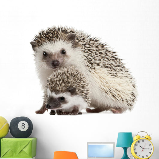 Four-toed Hedgehogs Atelerix Albiventris Wall Decal