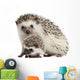 Four-toed Hedgehogs Atelerix Albiventris Wall Decal