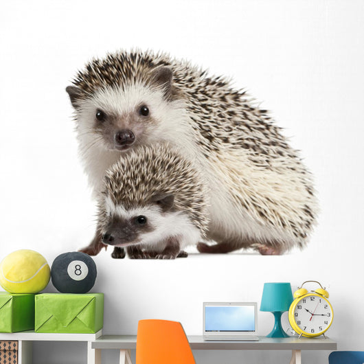 Four-toed Hedgehogs Atelerix Albiventris Wall Decal