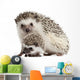 Four-toed Hedgehogs Atelerix Albiventris Wall Decal