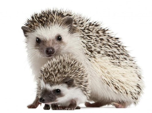 Four-toed Hedgehogs Atelerix Albiventris Wall Decal