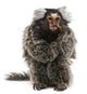 Marmoset Callithrix Jacchus Eating Worm Wall Decal