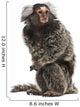 Common Marmoset, Callithrix jacchus, 2 years old, sitting Wall Decal