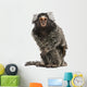Common Marmoset Wall Decal