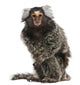 Common Marmoset Wall Decal