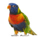 Rainbow Lorikeet Trichoglossus Haematodus 3 Years Old Wall Decal