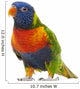 Rainbow Lorikeet Trichoglossus Haematodus 3 Years Old Wall Decal
