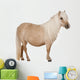 Palomino Shetland Pony Equus