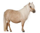 Palomino Shetland Pony Equus
