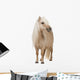 Palomino Shetland Pony Standing Wall Decal