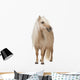 Palomino Shetland Pony Standing Wall Decal