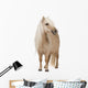 Palomino Shetland Pony Standing Wall Decal