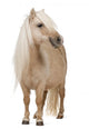 Palomino Shetland Pony Standing Wall Decal