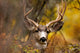 Deer During Fall Wall Mural