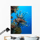 Lionfish Wall Mural