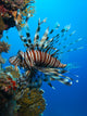 Lionfish Wall Mural