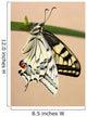 Swallowtail Wall Mural