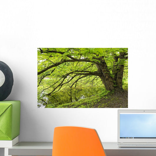 Tree growing over pond Wall Mural