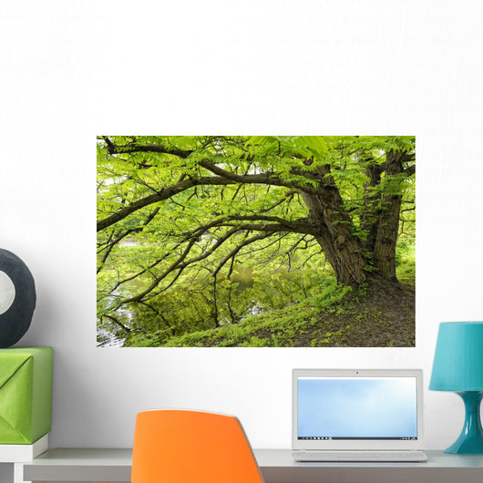 Tree growing over pond Wall Mural