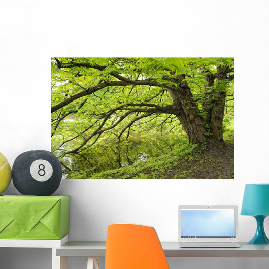 Tree growing over pond Wall Mural