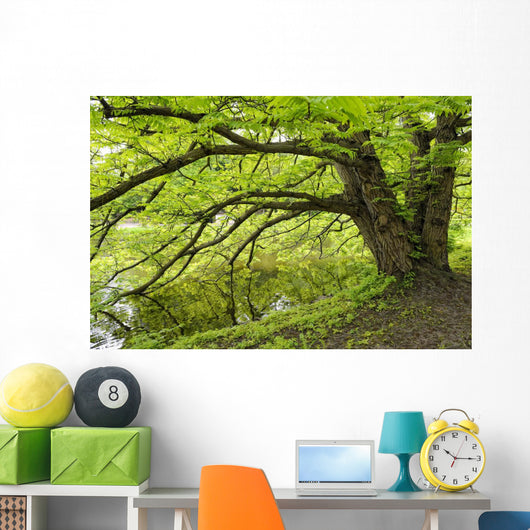 Tree growing over pond Wall Mural