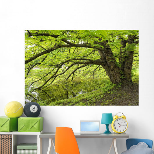Tree growing over pond Wall Mural
