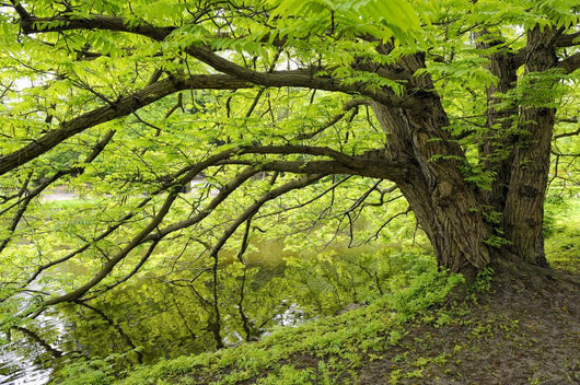Tree growing over pond Wall Mural