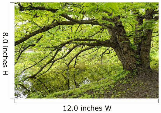 Tree growing over pond Wall Mural