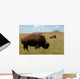 Buffalo Grazing on Prairie Wall Mural