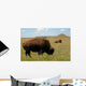 Buffalo Grazing on Prairie Wall Mural