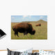 Buffalo Grazing on Prairie Wall Mural