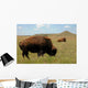Buffalo Grazing on Prairie Wall Mural