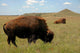 Buffalo Grazing on Prairie Wall Mural