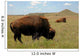 Buffalo Grazing on Prairie Wall Mural