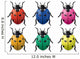 Coccinellex6