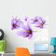 Close up of beautiful blue Saffron Crocus flowers Wall Mural