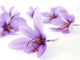 Close up of beautiful blue Saffron Crocus flowers Wall Mural