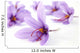 Close up of beautiful blue Saffron Crocus flowers Wall Mural