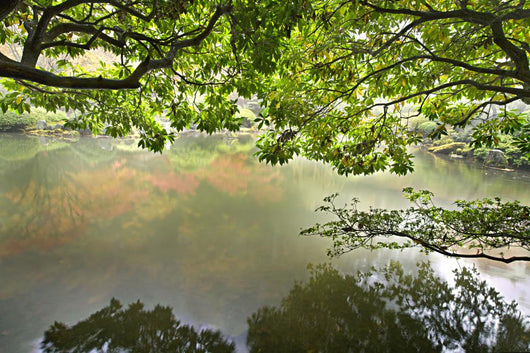 Reflection Pond Japanese Garden Wall Mural