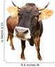 Cow Wall Decal