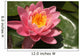 pink lotus flower Wall Mural