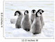 Emperor Penguin