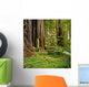 Redwood forest Wall Mural