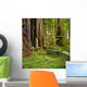 Redwood forest Wall Mural