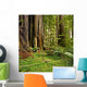 Redwood forest Wall Mural