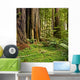 Redwood forest Wall Mural
