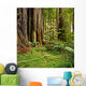 Redwood forest Wall Mural