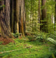 Redwood forest Wall Mural