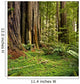 Redwood forest Wall Mural